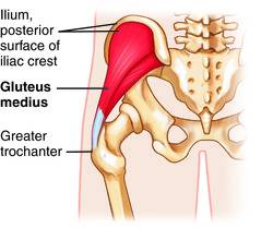 An illustration of the Gluteus medius and where it is in your body. It runs from the top of an area of your pelvis called the ilium. If you place your hand on the bone at your waist it is that large bone there. It then runs down to the top outside of your thigh bone which is the knobbly bit that sticks out at the top of your leg.