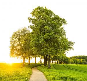 An image of a group of trees in the countryside enticing people to get out in the countryside walking for health benefits