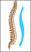 natural curves of the spine
