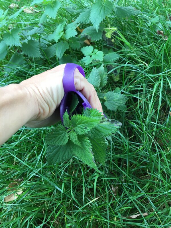 Lorna's hand is holding a purple thorn protection glove. She is using it to pull out some stinging nettles.